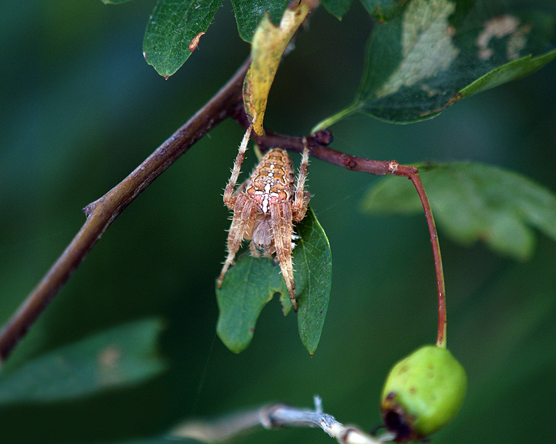 Araneus diadematus Araneidae